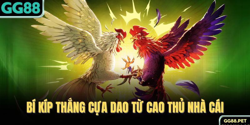 Bí kíp thắng cựa dao từ cao thủ nhà cái
