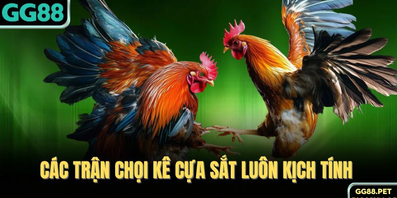 Các trận chọi kê cựa sắt luôn kịch tính
