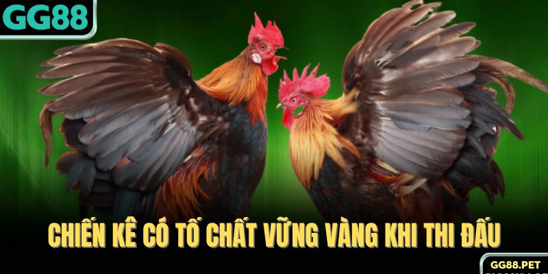 Chiến kê có tố chất vững vàng khi thi đấu 