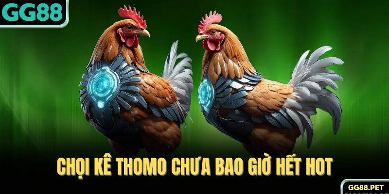 Chọi kê Thomo chưa bao giờ hết hot