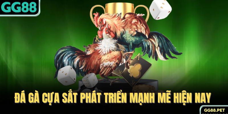 Đá gà cựa sắt phát triển mạnh mẽ hiện nay