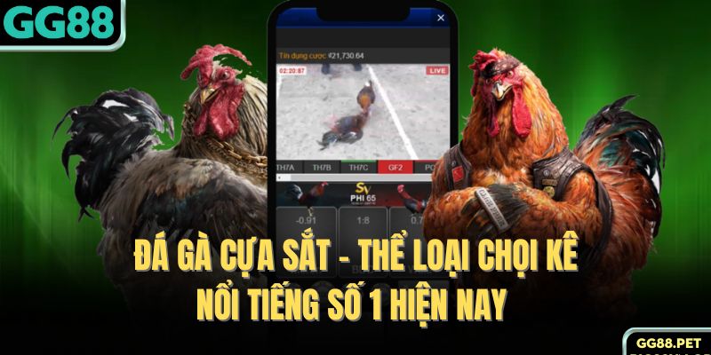 Đá Gà Cựa Sắt - Thể Loại Chọi Kê Nổi Tiếng Số 1 Hiện Nay