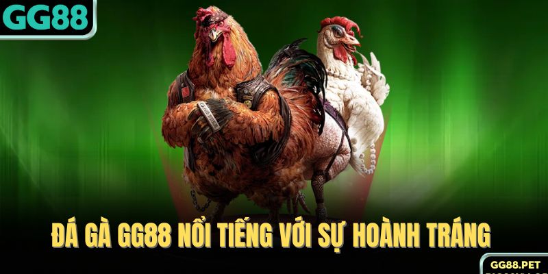Đá gà GG88 nổi tiếng với sự hoành tráng