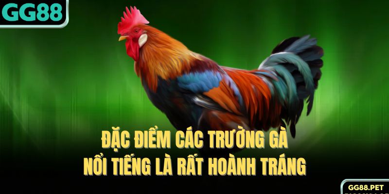 Đặc điểm các trường gà nổi tiếng là rất hoành tráng 