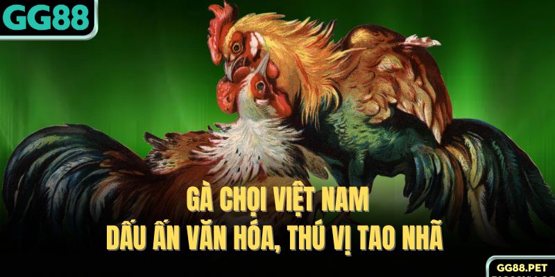 Gà Chọi Việt Nam - Dấu Ấn Văn Hóa, Thú Vị Tao Nhã