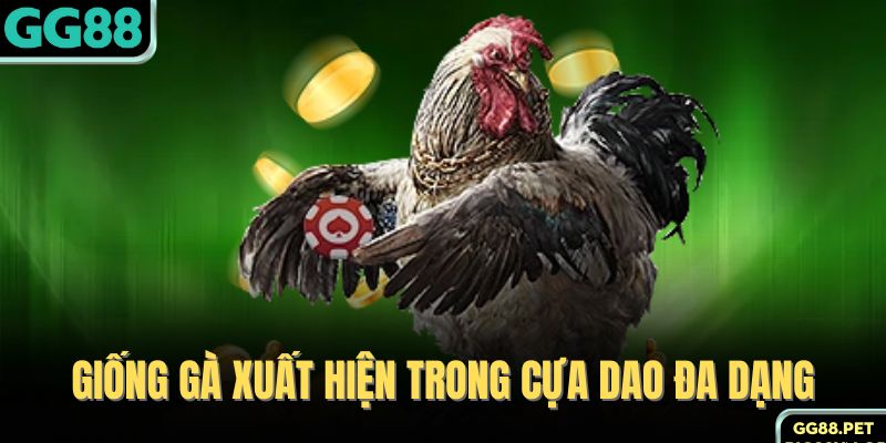 Giống gà xuất hiện trong cựa dao đa dạng