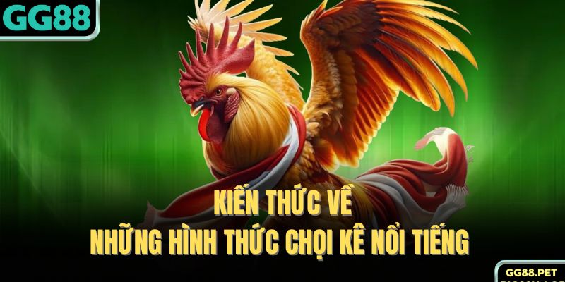 Kiến thức về những hình thức chọi kê nổi tiếng 