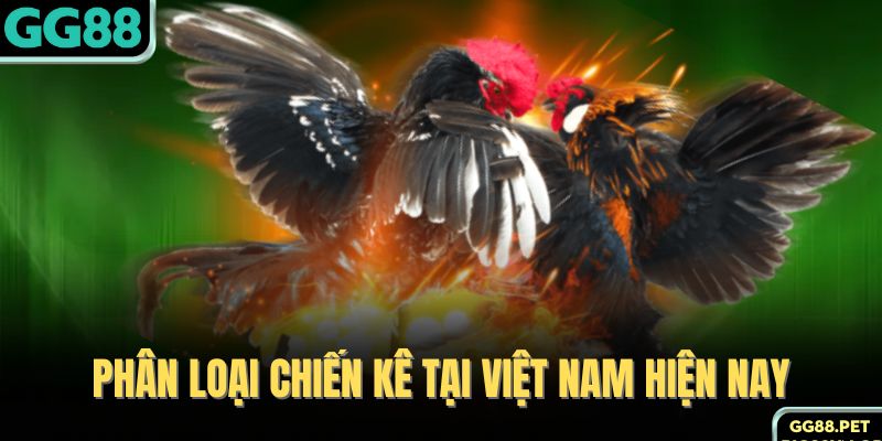 Phân loại chiến kê tại Việt Nam hiện nay 