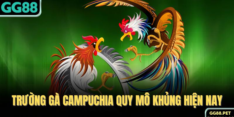 Trường gà Campuchia quy mô khủng hiện nay 